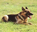 Adestramento de cães em Arapiraca